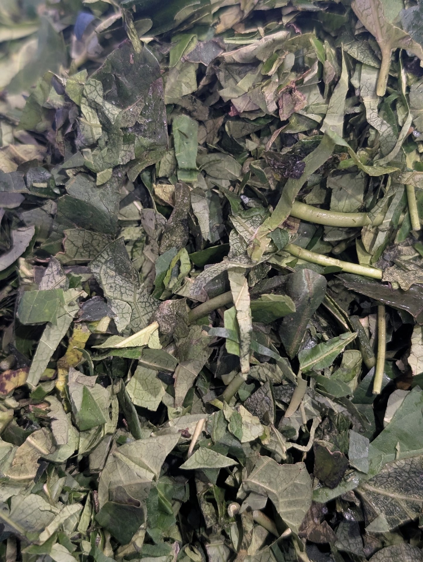 Uziza Leaves