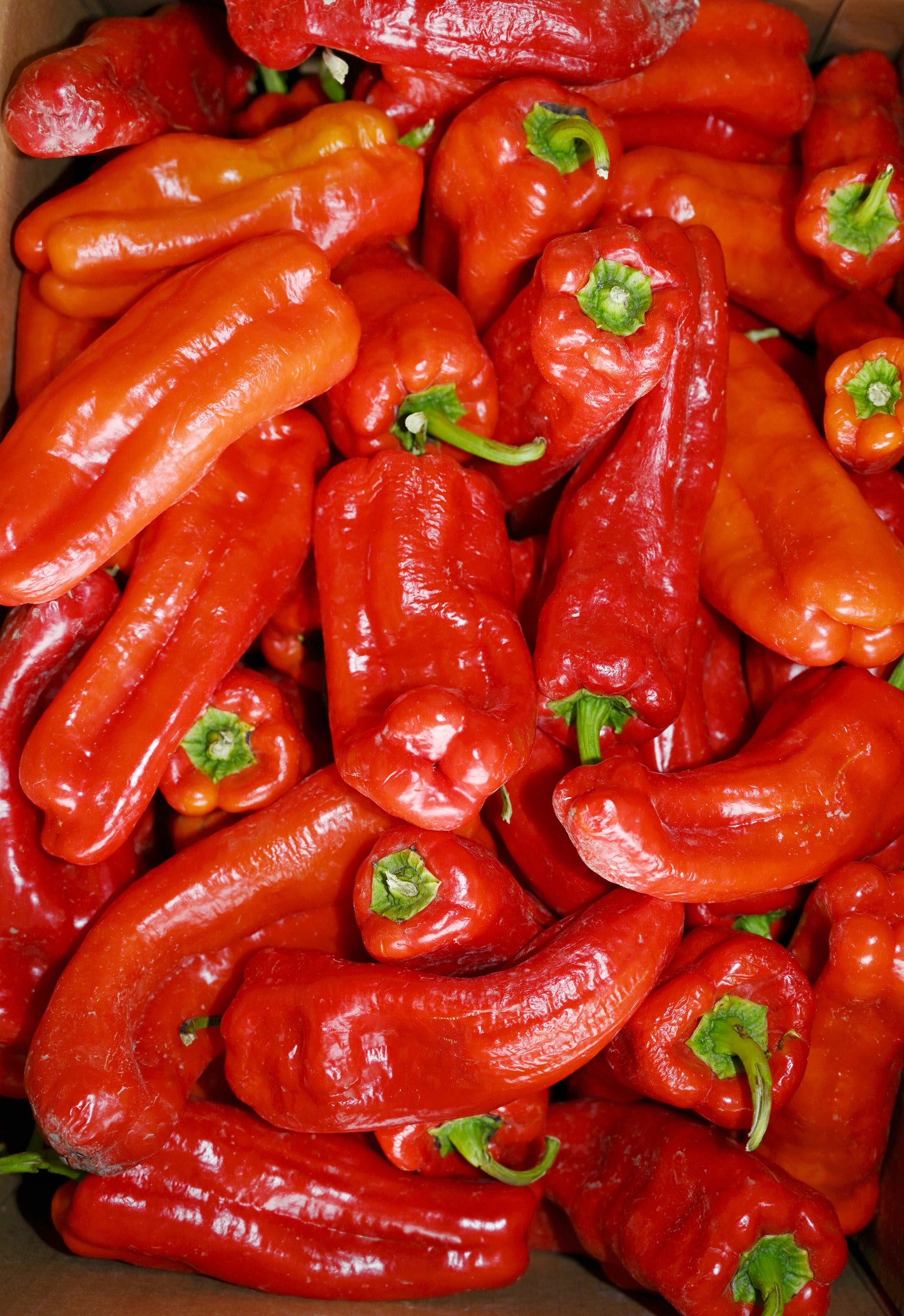 Shepherd Pepper