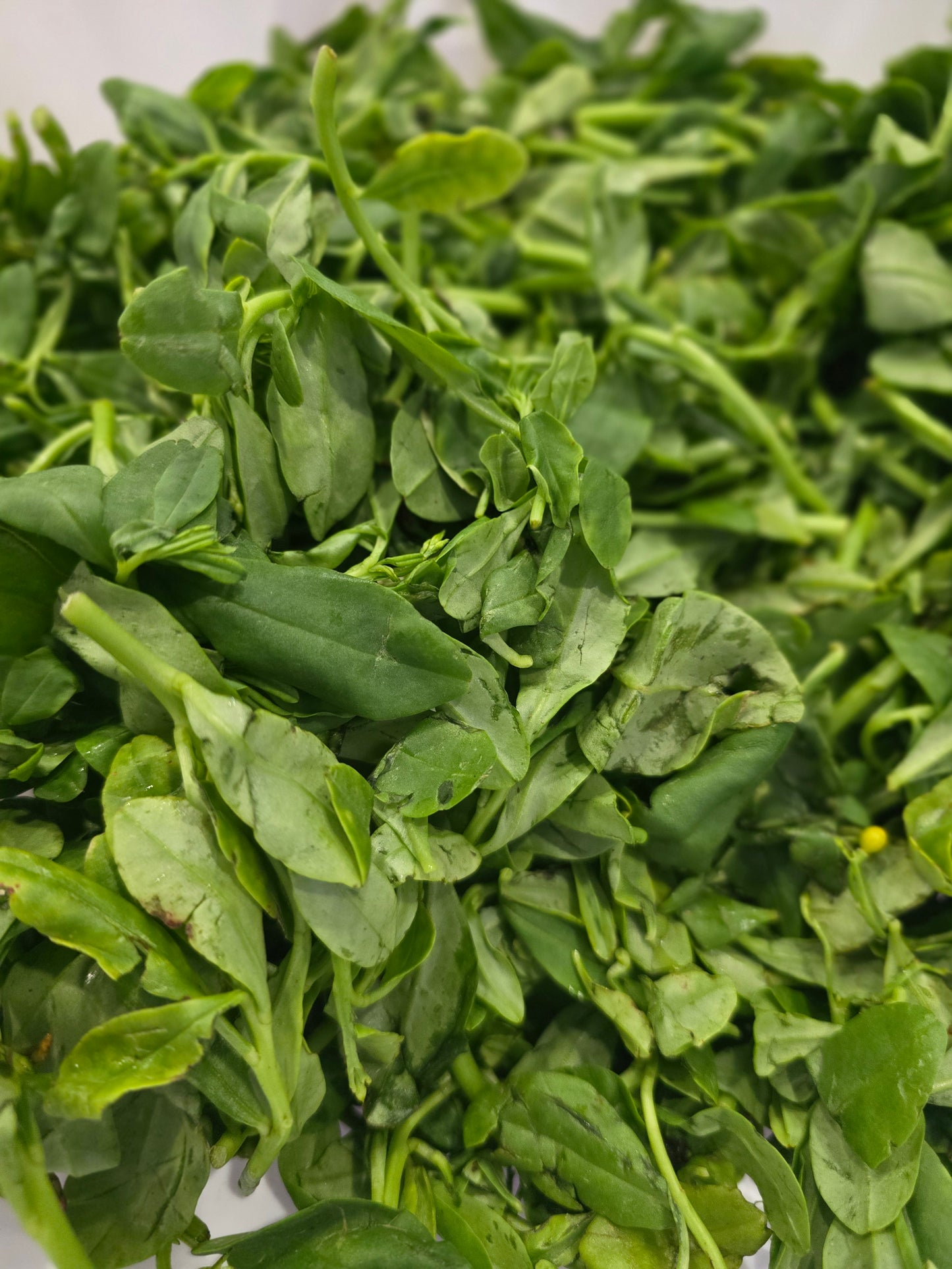 Water Leaf