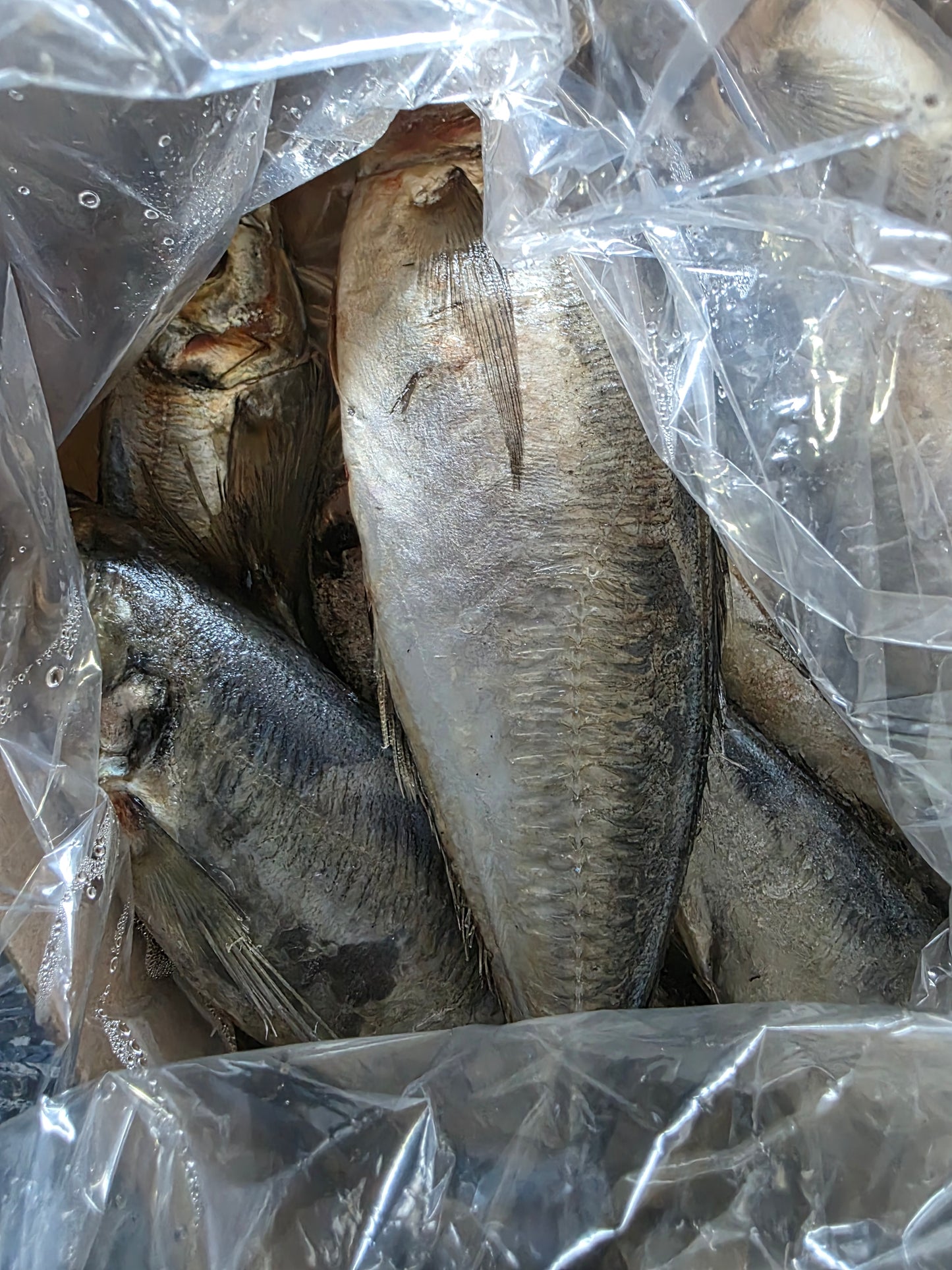 Horse Mackerel Fish