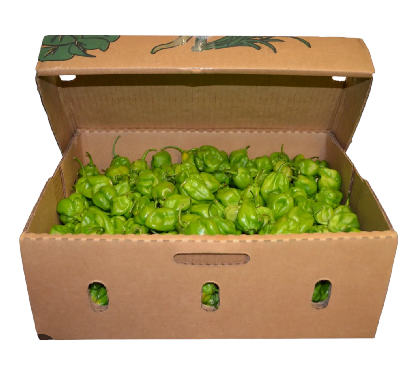 Green Bonnet Pepper