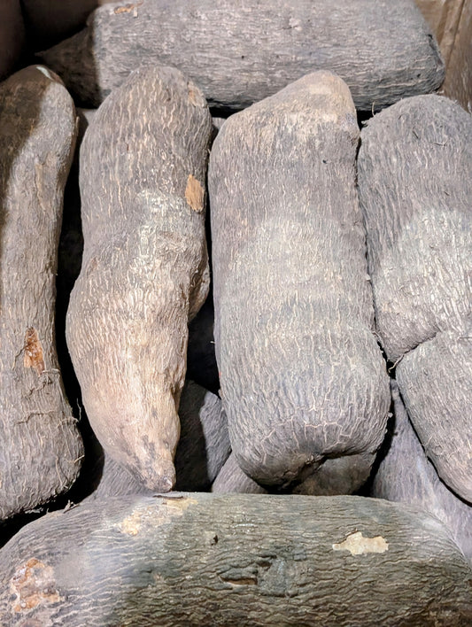 Ghana Yam- Single Tuber