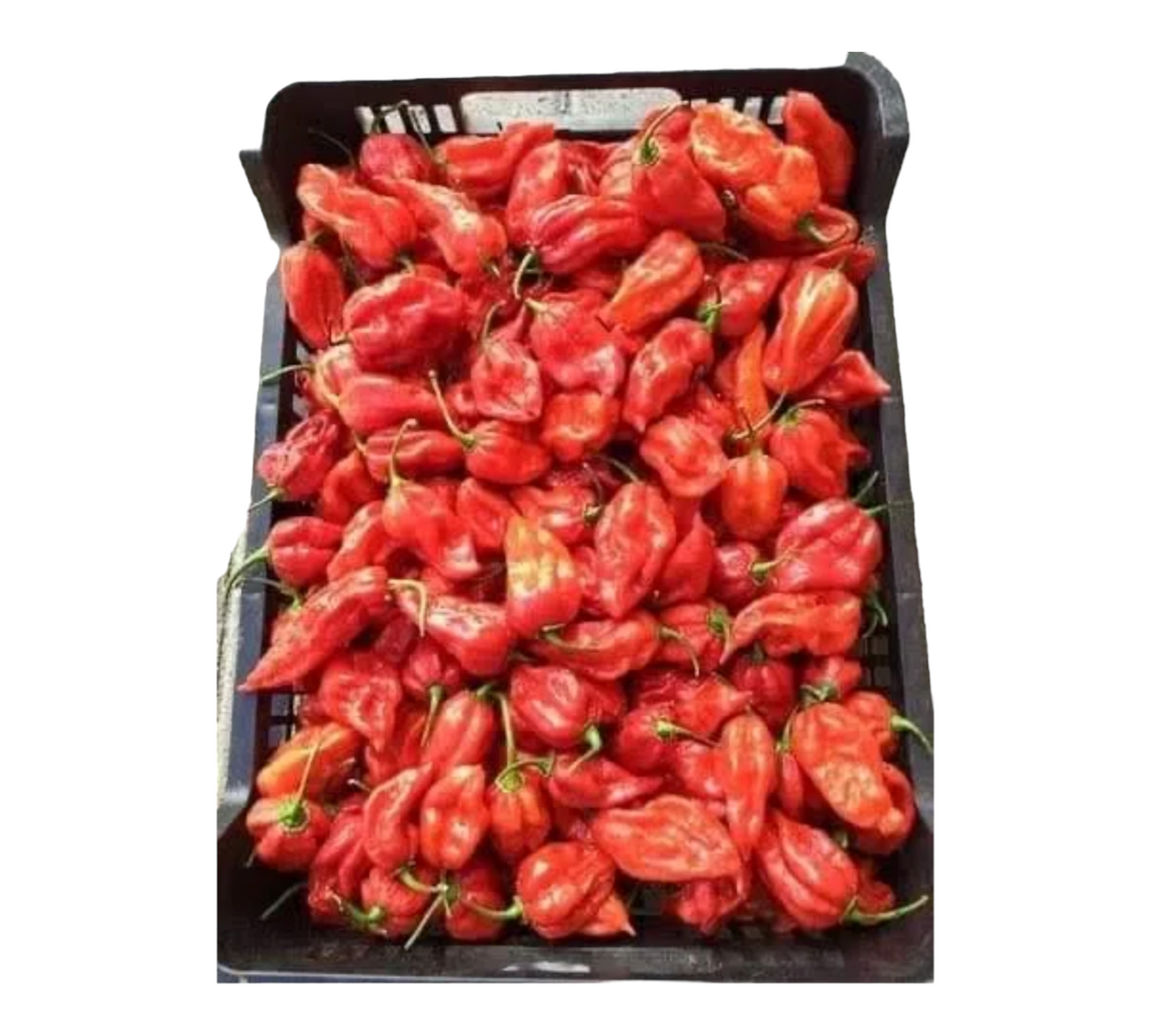 Red Bonnet Pepper