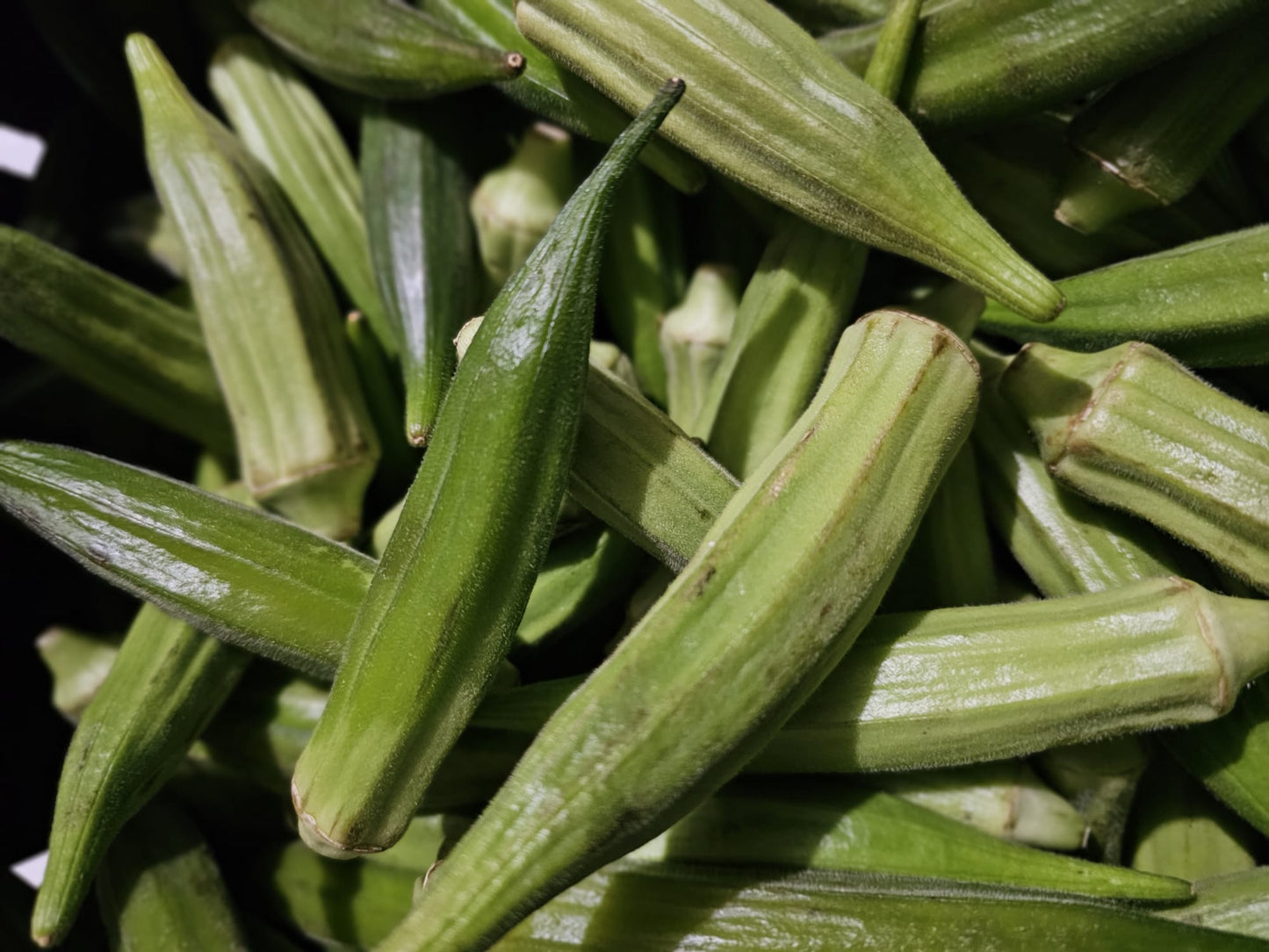 Fresh Okra