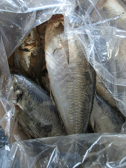 Horse Mackerel Fish