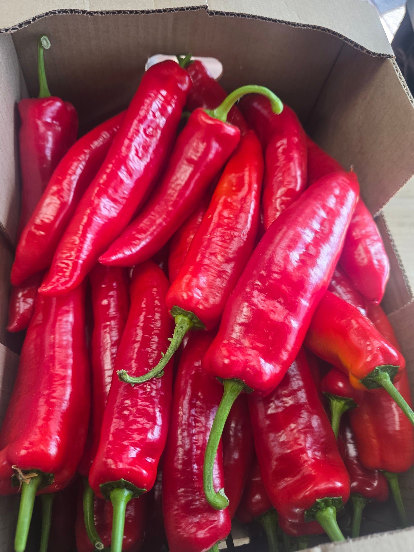 Shepherd Pepper- Tatashe