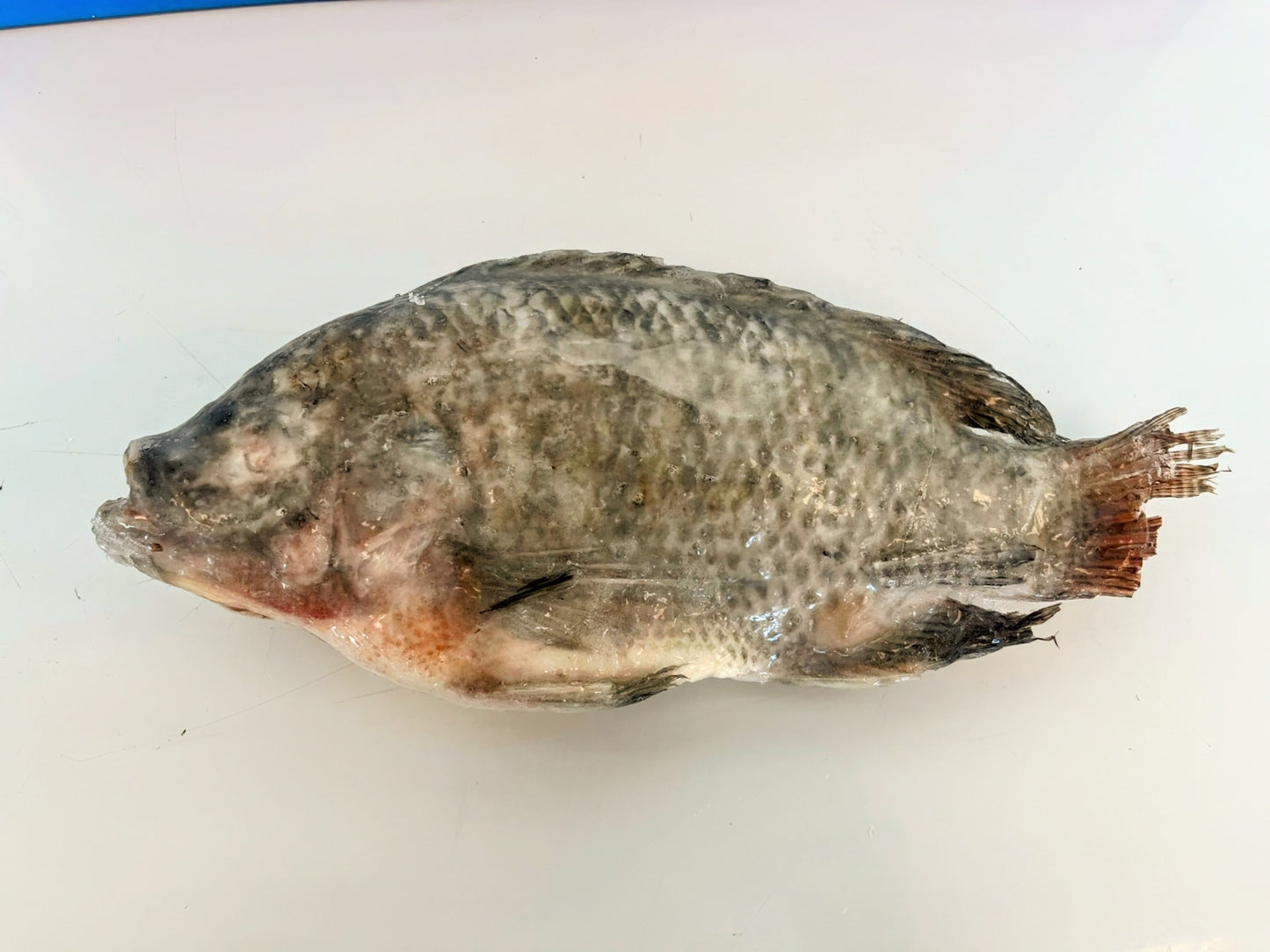 Tilapia Fish